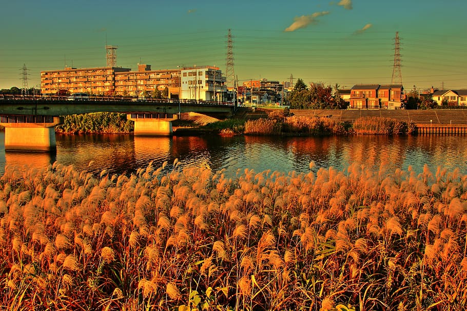river, reed, sunset, glow, autumn, sky, bridge, nature, water HD wallpaper