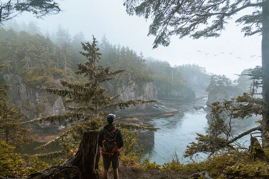 man wearing backpack and standing beside the tree, man standing near body of water looking at birds flying over body of water HD wallpaper
