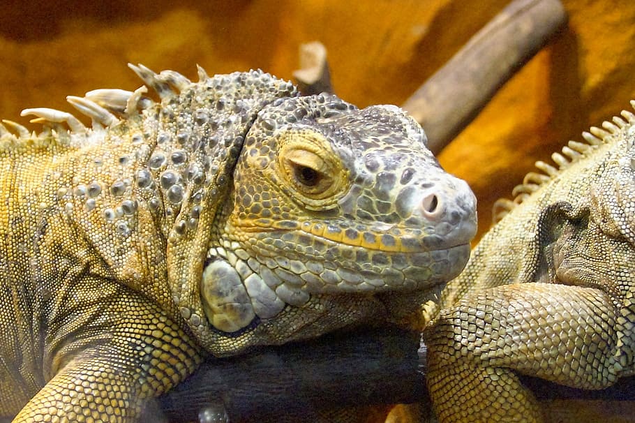 Reptile, Bearded, Agama, Lizard, bearded agama, dragon, smile HD wallpaper