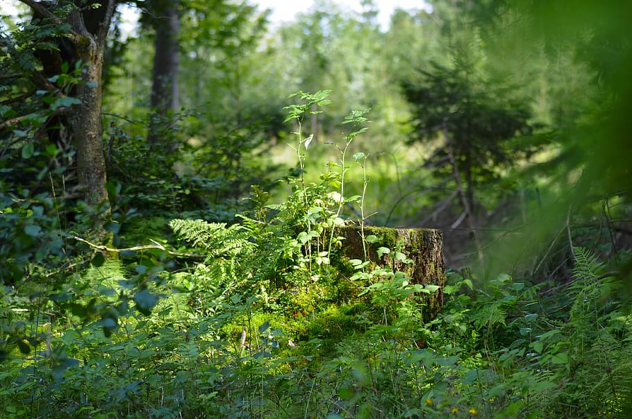 nature, forest, sunlight, plant, tree, land, green color, growth HD wallpaper