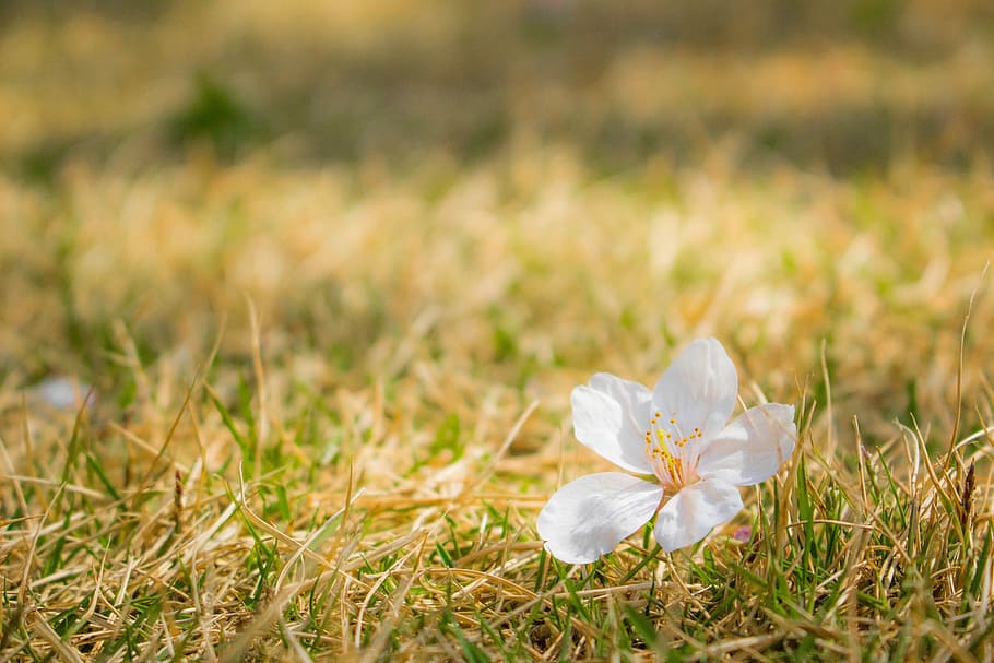 cherry, cherry blossoms, sakura, petal, shiba, lawn, japan HD wallpaper