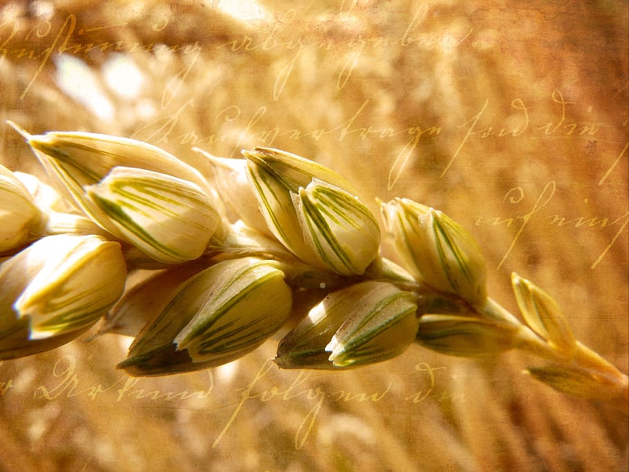 wheat, ear, grain, cereals, sunlight, close, retro look, food and drink HD wallpaper