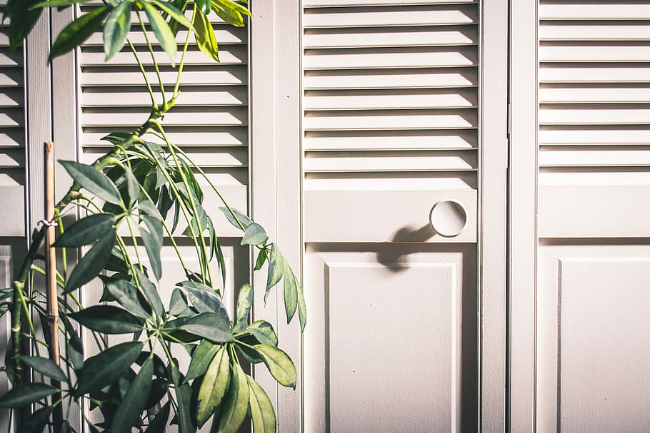green leafed plant and white wooden louvered door, green leafed plant, HD wallpaper