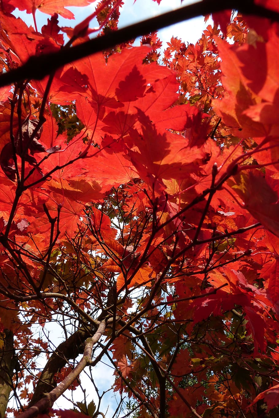 red, foliage, trees, autumn, nature, forest, colorful, leaf HD wallpaper