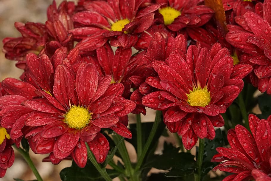Raindrop, Flowers, Close, Nature, drop of water, red, petal HD wallpaper