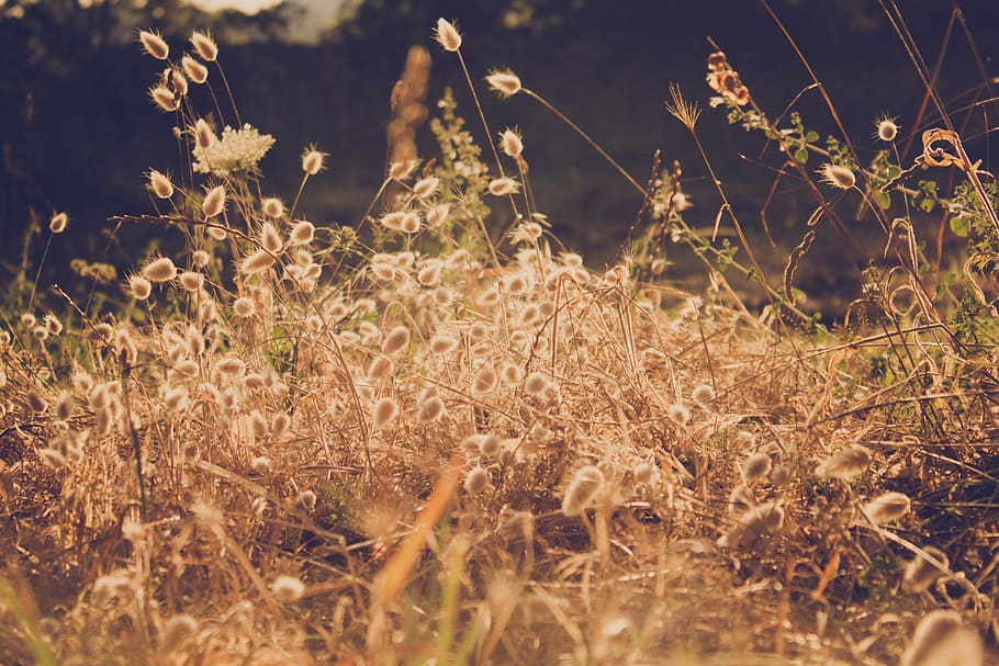 brown and green grass photography, country, fields, orange, nature HD wallpaper
