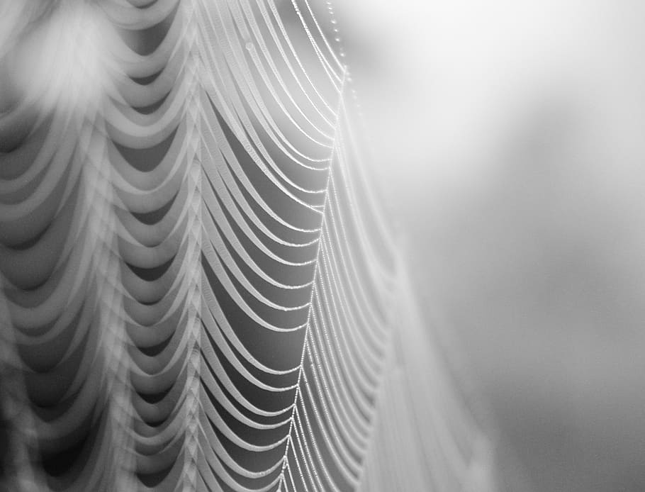person taking photo of cobweb, spider, spider web, lace, geometric HD wallpaper