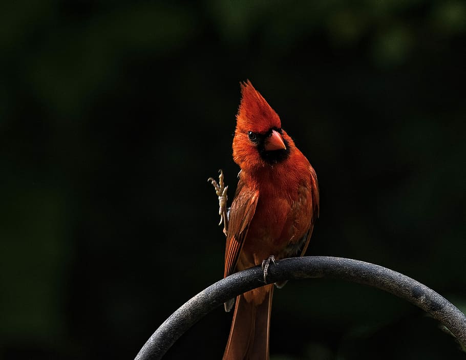 perched cardinal, selective focus photography of Cardinal bird HD wallpaper