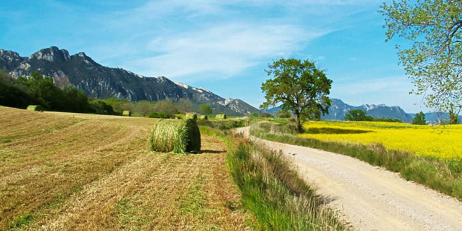 field, nature, summer, spring, green, outdoor, natural, meadow HD wallpaper