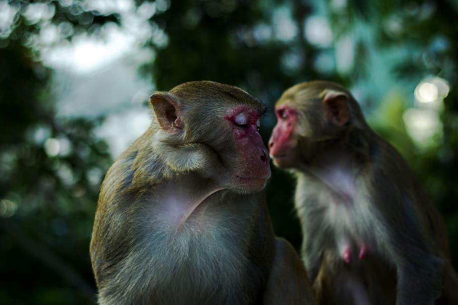 two brown monkey's on trees at daytime, focus photography of monkey HD wallpaper