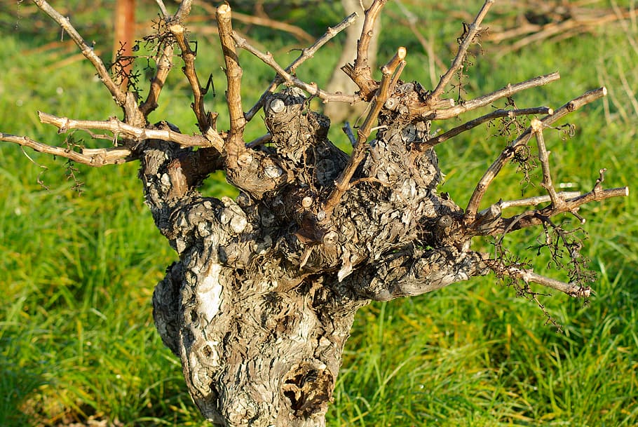 vine, grape, wine, terroir, tree, plant, animals in the wild HD wallpaper