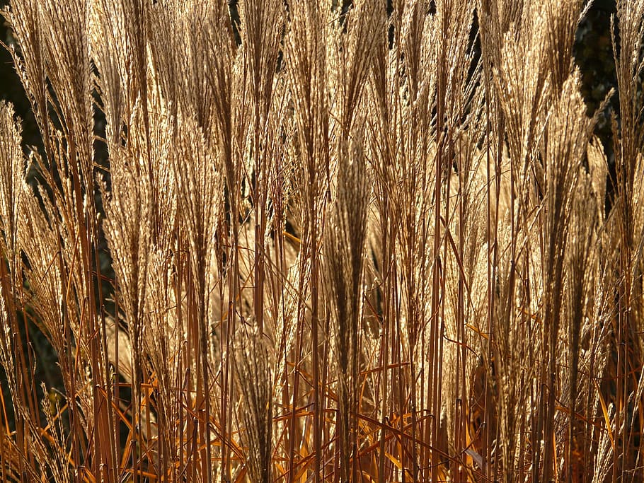 miscanthus, miscanthus sinensis, back light, licorice, poaceae