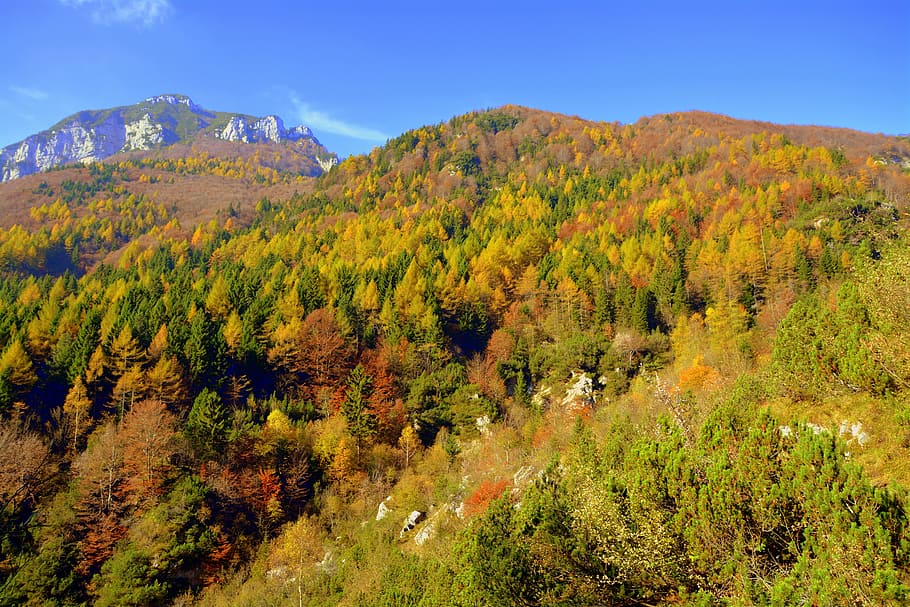 forest, mountain, autumn, plant, tree, scenics - nature, beauty in nature HD wallpaper