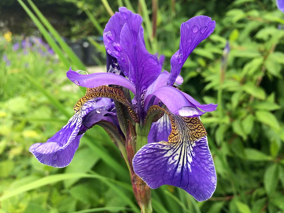 Flower, Iris, Nature, Spring, Floral, gardening, rain, leaf HD wallpaper