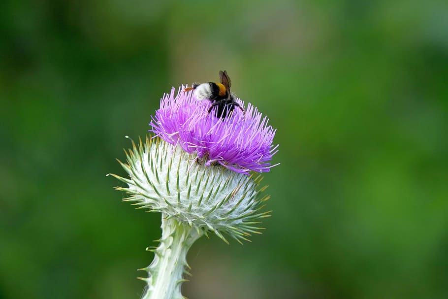 brown and white bee perching on purple petaled flower, thistle HD wallpaper