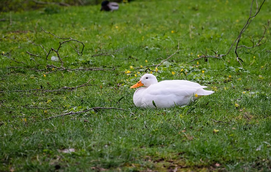 goose on grass field, duck, white, lying duck, bird, animals in the wild HD wallpaper