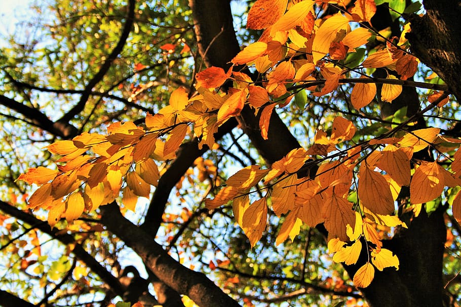 autumn, branches, tree, twigs, leaves, yellow, change, plant HD wallpaper
