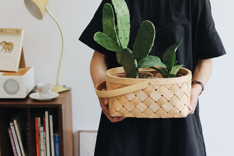 person holding Opuntia plant in basket, green socculent plant, HD wallpaper