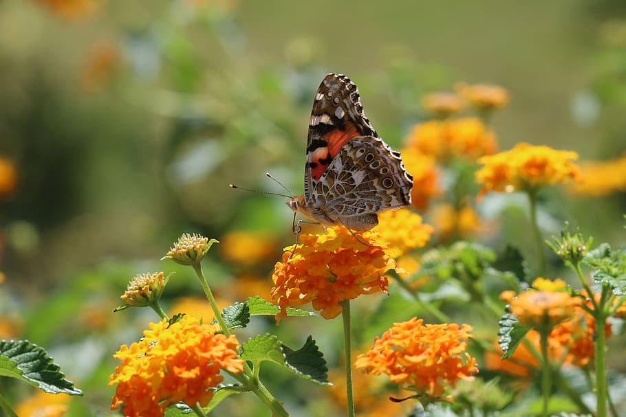 butterfly, macro, close, green field, animal, spring, flower HD wallpaper