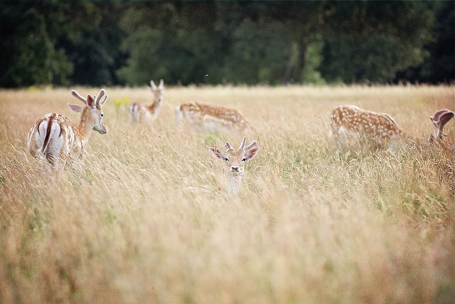 deer, forest, rocks, animal, natural, animal world, horns, nature HD wallpaper