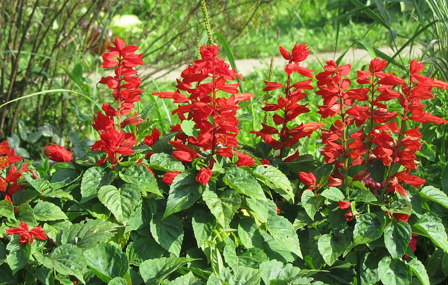 Salvia, Flower Bed, flowers, red, summer flowers, growth, plant, HD wallpaper