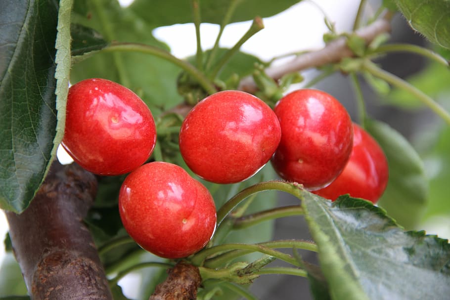 Small fruits. Кызыл фрукт.