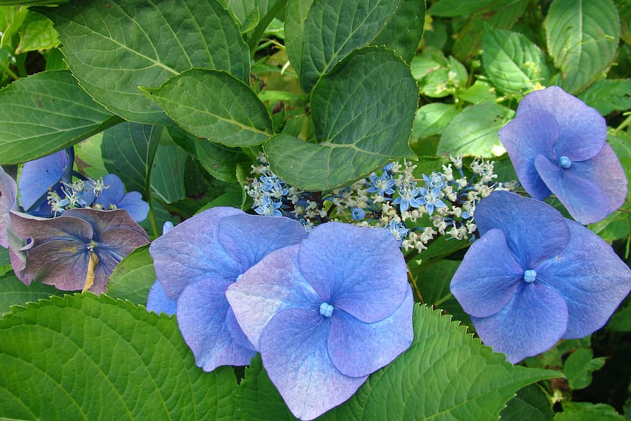 hydrangea, flower, blue, garden, close, leaf, plant part, flowering plant HD wallpaper