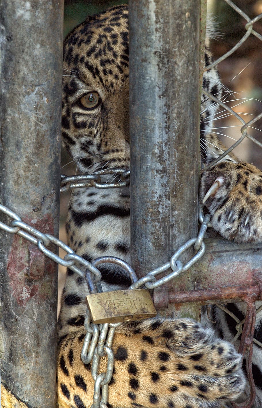 jaguar, strings, prison, feline, cage, animal, animal themes, HD wallpaper