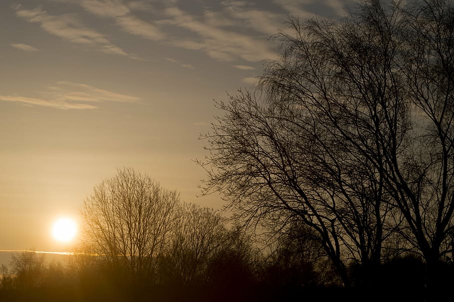 sunrise, dawn, tree, shrubs, solar, nature, silhouette, beautifully HD wallpaper