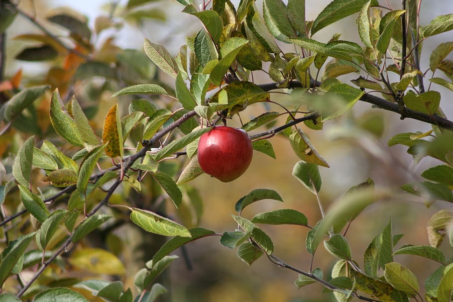 Apple, Ripe, Delicious, Fruit, red, apple tree, food and drink HD wallpaper
