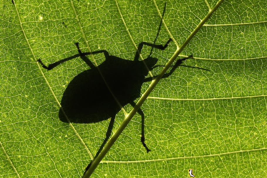 bug, leaf, shadow, green color, plant part, animal, nature HD wallpaper
