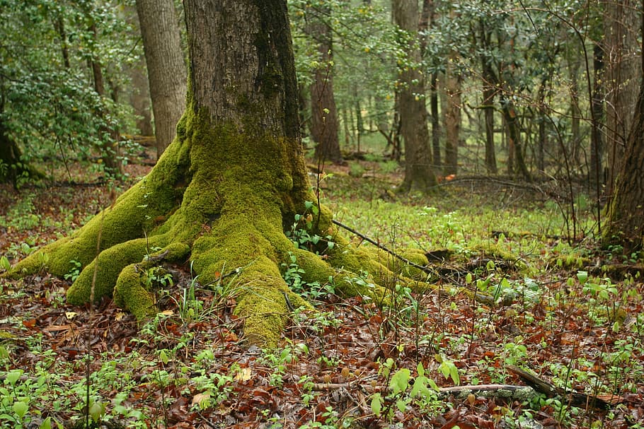 tree trunk with algae with grasses during daytime, mossy, roots HD wallpaper