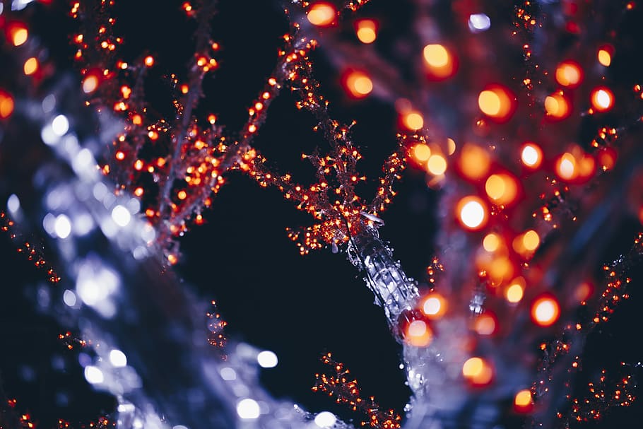 close-up photo of illuminated treee, trees with string lights, HD wallpaper