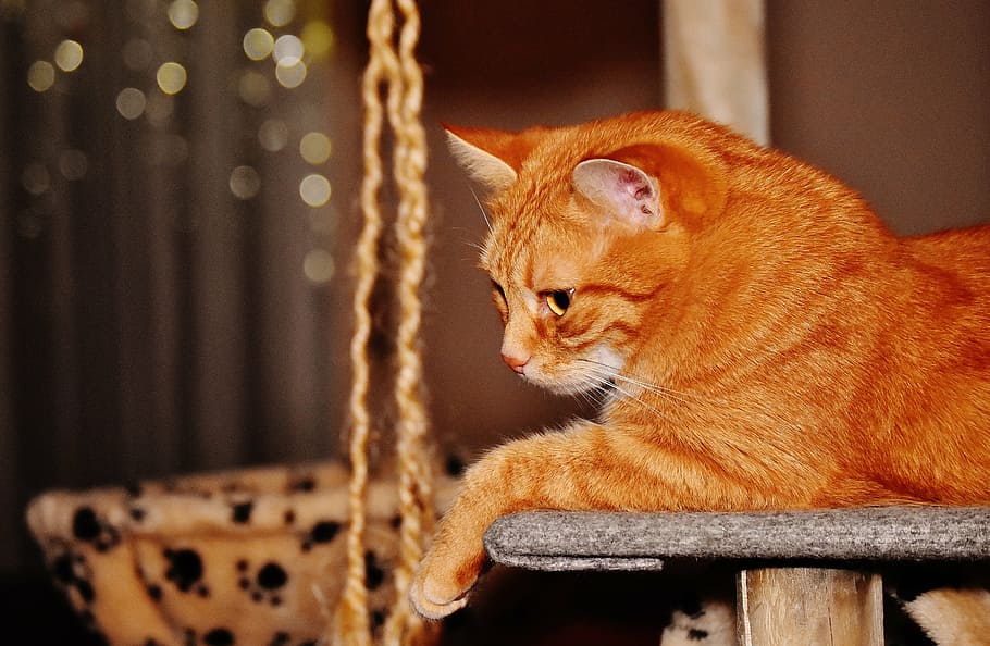 cat, red, funny, cute, mackerel, tiger, sweet, cuddly, animal HD wallpaper