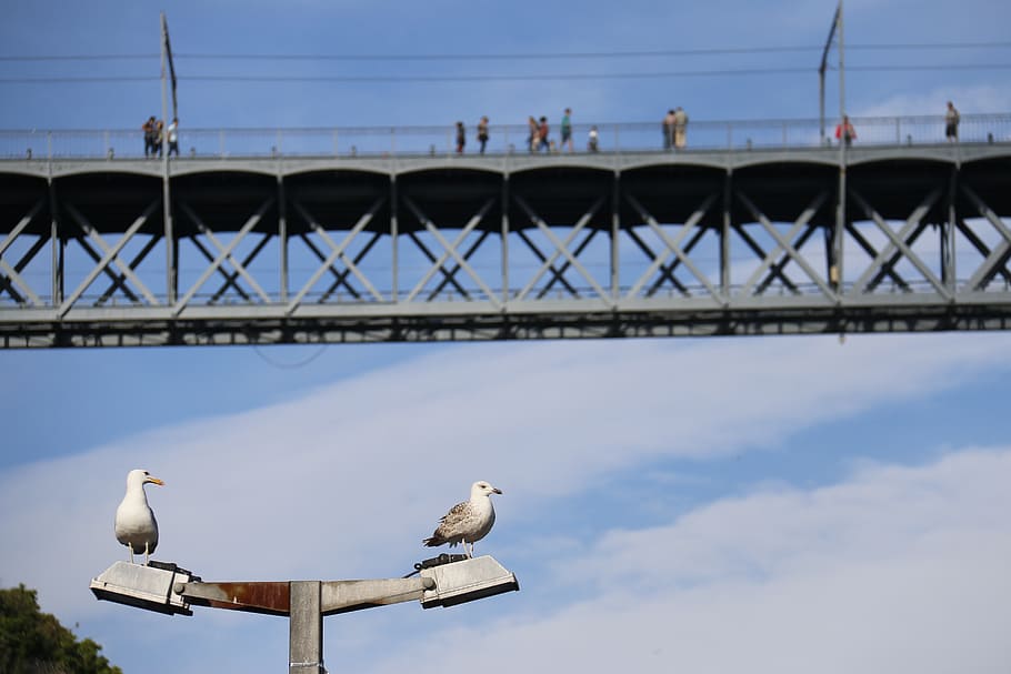 bridge, seagulls, blue, observe, blue sky, bird, litoral, tranquility HD wallpaper