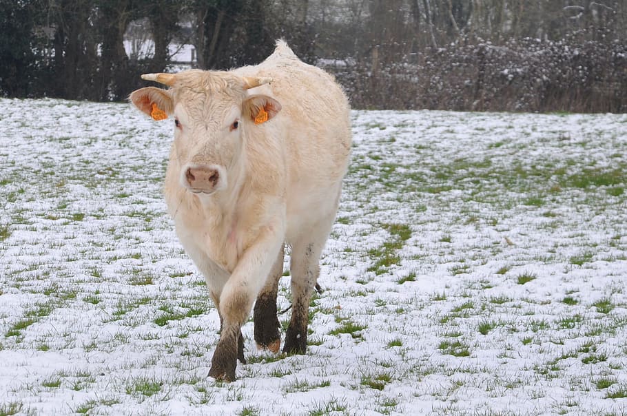 cow, snow, fields, cattle, animals, nature, winter, agriculture HD wallpaper
