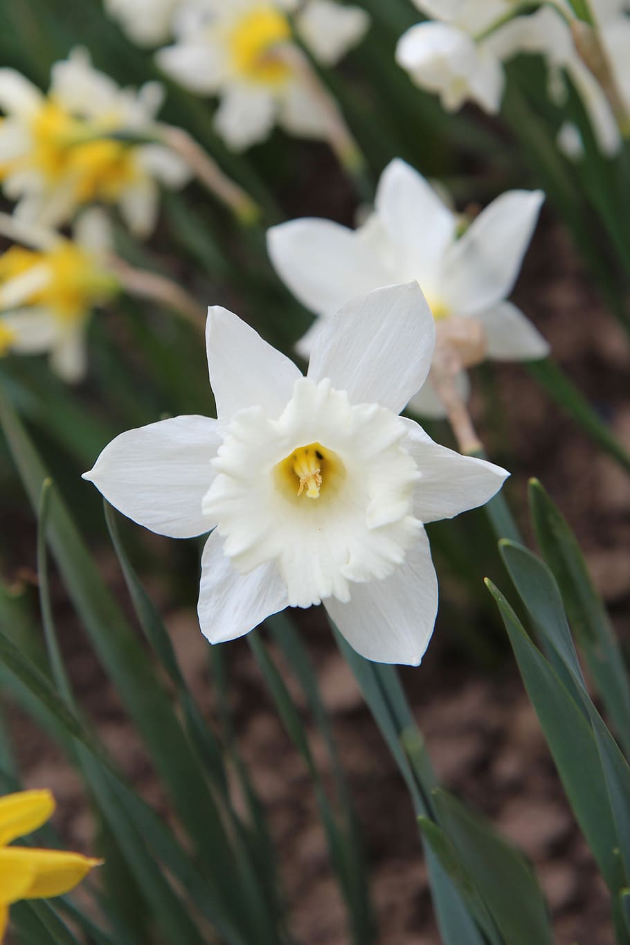 Покажи нарциссы. Нарцисс (Narcissus). Уайт лимон Нарцис. Нарцисс цветок белый. Нарциссы Старлайт.