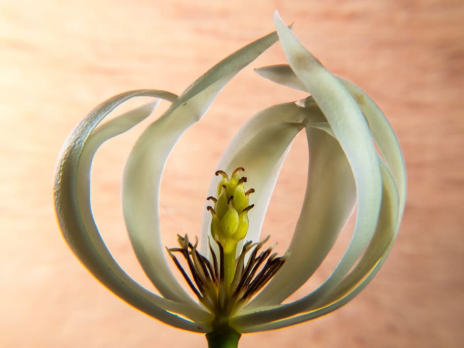 flower, blossom, bloom, white, green stamp, close, plant, close-up HD wallpaper