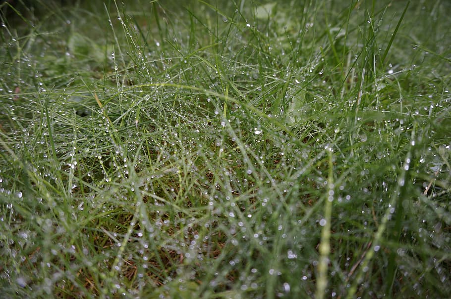 Grass, Dew, Nature, Garden, Water, rain, plant, natural, botanical HD wallpaper