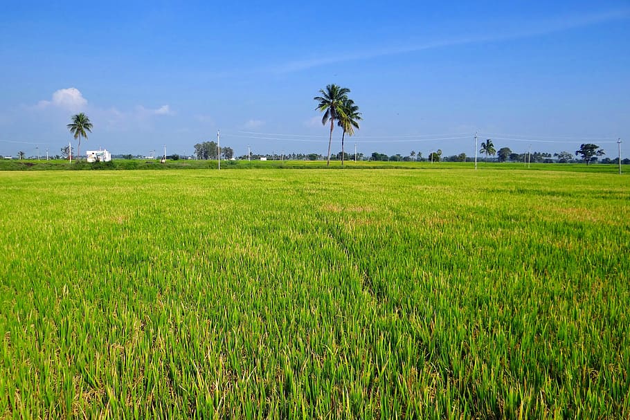 green grass field during daytime, Paddy Cultivation, Gangavati, Karnataka