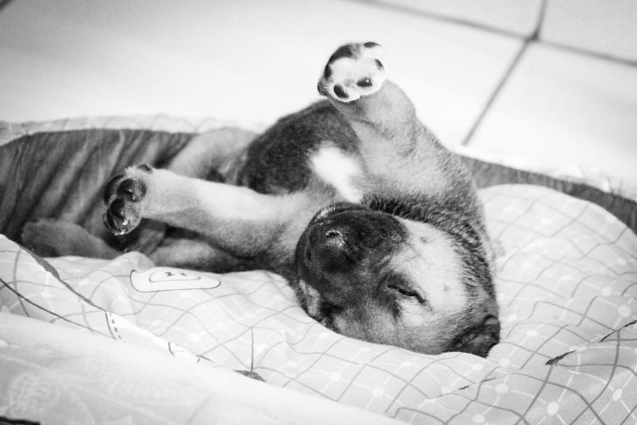 puppy, sleeping, mammal, domestic, relaxation, one animal, lying down HD wallpaper