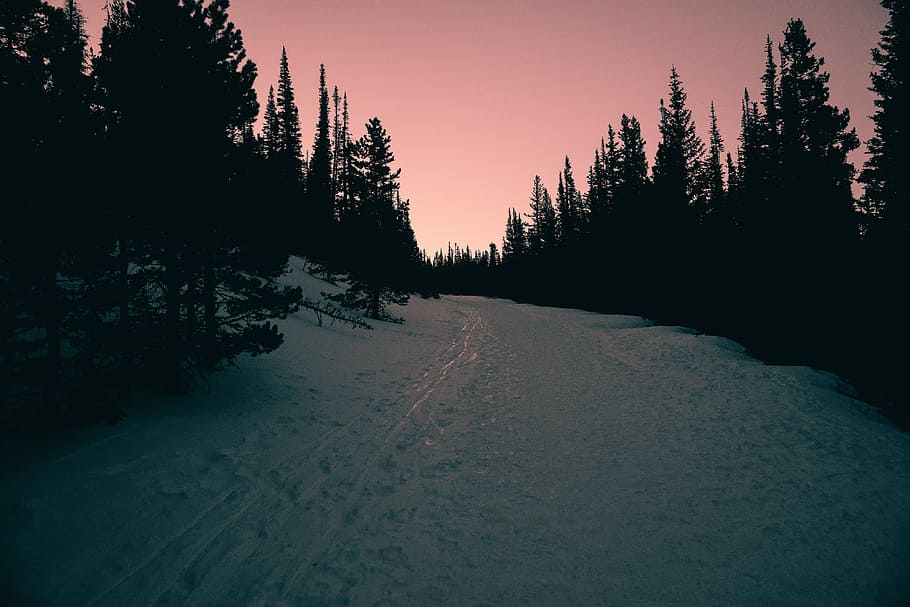 silhouette of trees beside snow field, green pine trees under white sky HD wallpaper