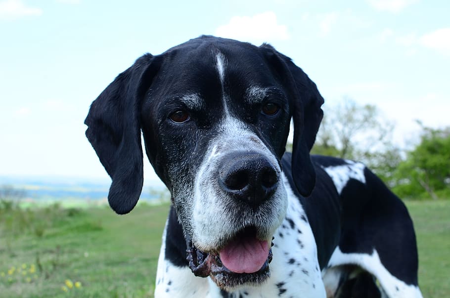 domino, english pointer, gundog, canine, animal, pet, pedigree HD wallpaper