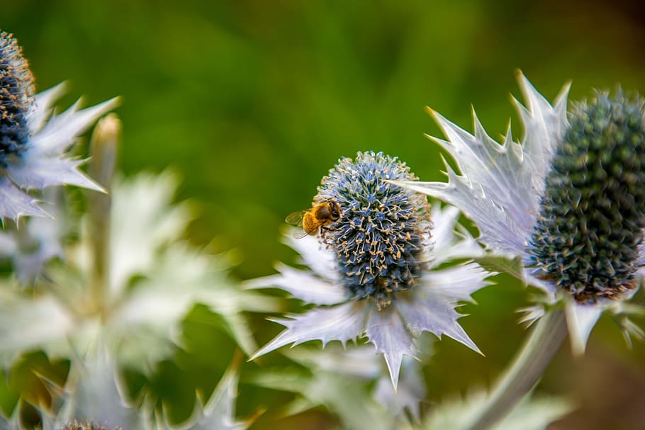 Thistle, Background, Plant, Nature, blue, thorn, blossom, bloom HD wallpaper