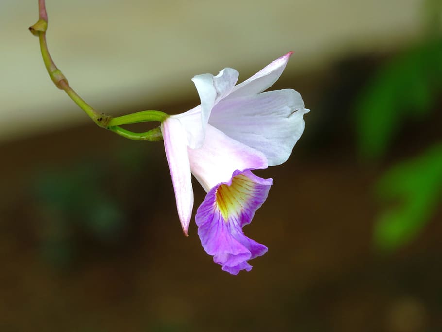 white and purple petaled flower selective-focus photography HD wallpaper