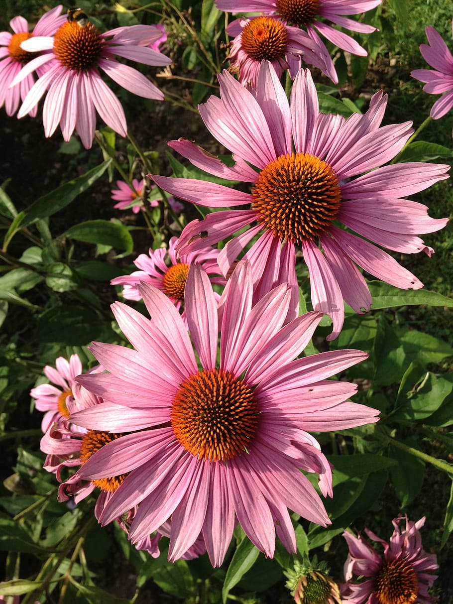 Echinacea, Flowers, Sun Hat, Summer, plant, blossom, bloom HD wallpaper