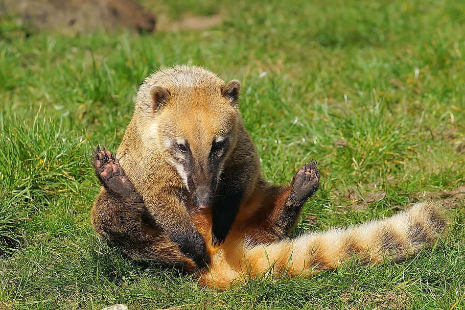 coati, proboscis bear, small bear, animal, predator, animal world HD wallpaper