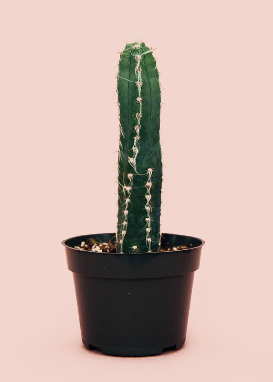 green cactus plant on black pot, cactus on black plastic flower pot, HD wallpaper