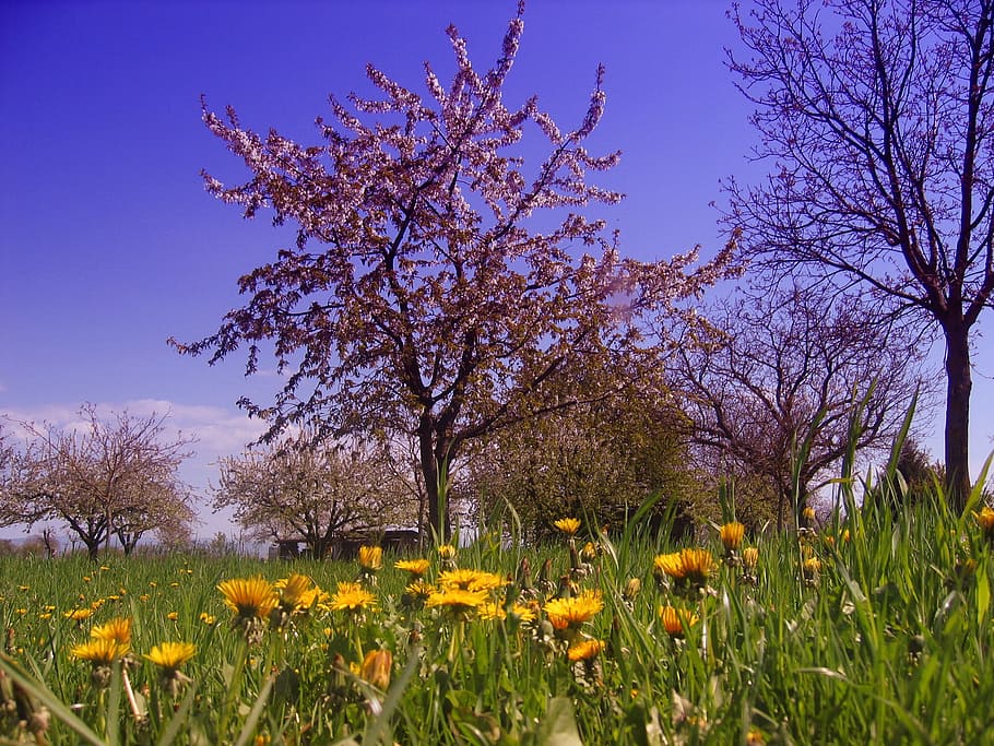 spring, meadow, tree, blossom, bloom, grass, dandelion, yellow HD wallpaper