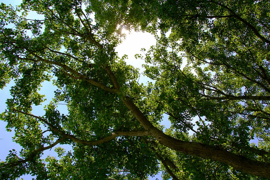 sun, light, leaf, sunlight, summer, green, tree, branch, sunshine HD wallpaper